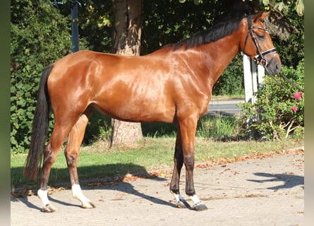 Hannover, Giumenta, 4 Anni, 168 cm, Baio