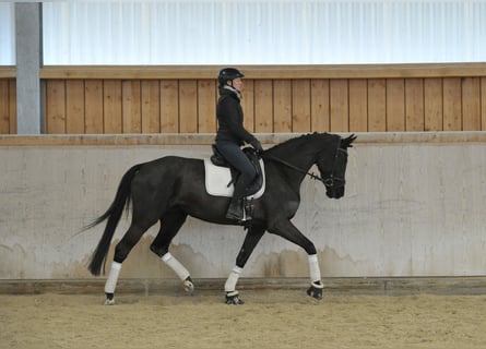 Hannover, Giumenta, 4 Anni, 168 cm, Baio nero