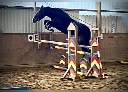 Hannover, Giumenta, 4 Anni, 168 cm, Baio scuro