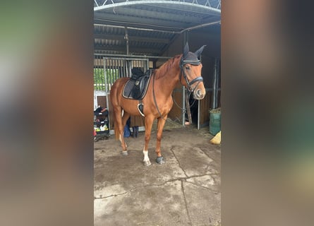 Hannover, Giumenta, 4 Anni, 168 cm, Sauro