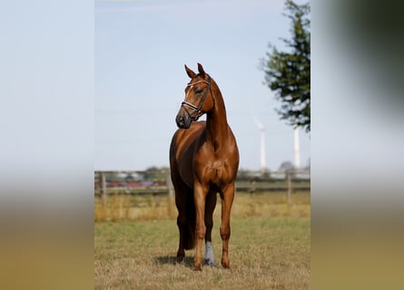 Hannover, Giumenta, 4 Anni, 168 cm, Sauro