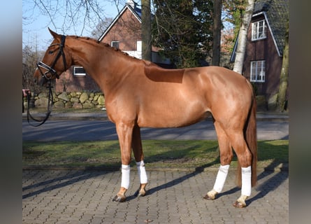 Hannover, Giumenta, 4 Anni, 168 cm, Sauro