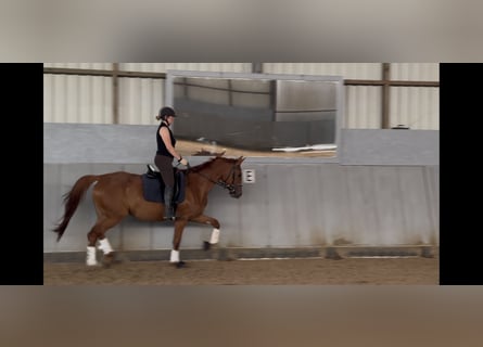 Hannover, Giumenta, 4 Anni, 168 cm, Sauro