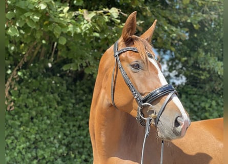 Hannover, Giumenta, 4 Anni, 168 cm, Sauro scuro