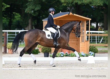 Hannover, Giumenta, 4 Anni, 169 cm, Baio