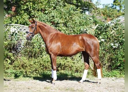 Hannover, Giumenta, 4 Anni, 169 cm, Sauro scuro