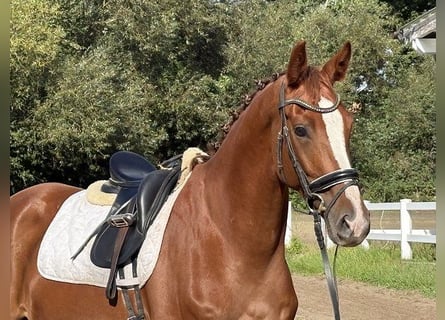 Hannover, Giumenta, 4 Anni, 169 cm, Sauro scuro