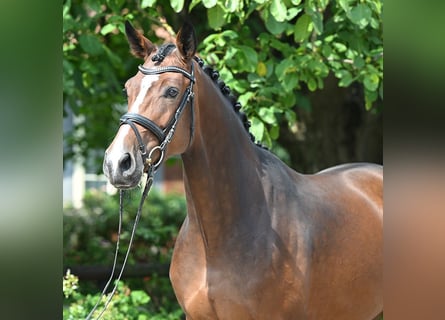 Hannover, Giumenta, 4 Anni, 170 cm, Baio