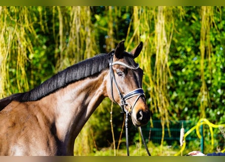 Hannover, Giumenta, 4 Anni, 170 cm, Baio