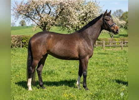 Hannover, Giumenta, 4 Anni, 170 cm, Baio