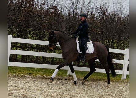 Hannover, Giumenta, 4 Anni, 170 cm, Baio