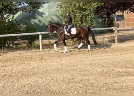 Hannover, Giumenta, 4 Anni, 170 cm, Baio