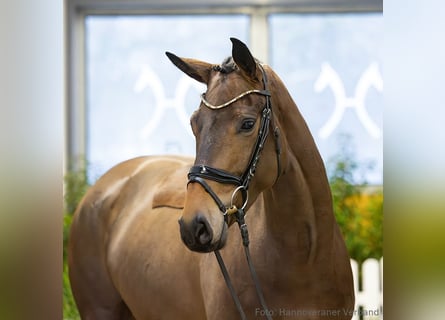 Hannover, Giumenta, 4 Anni, 170 cm, Baio