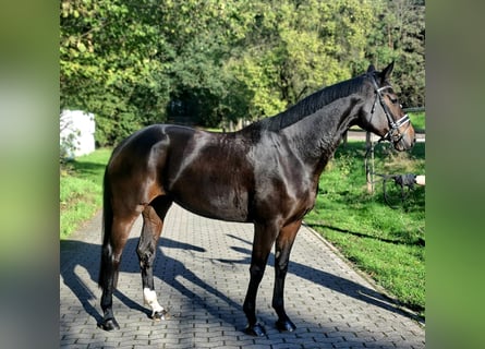 Hannover, Giumenta, 4 Anni, 170 cm, Baio scuro