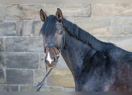Hannover, Giumenta, 4 Anni, 170 cm, Baio scuro