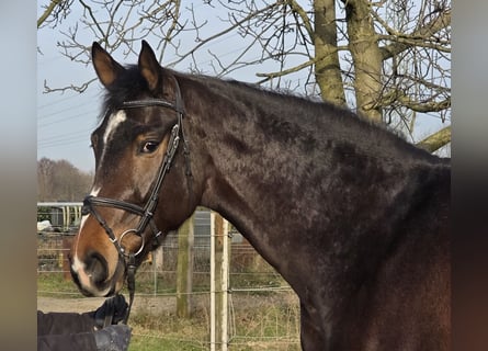 Hannover, Giumenta, 4 Anni, 170 cm, Baio scuro