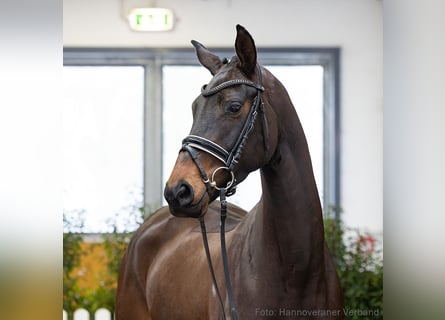 Hannover, Giumenta, 4 Anni, 171 cm, Baio nero