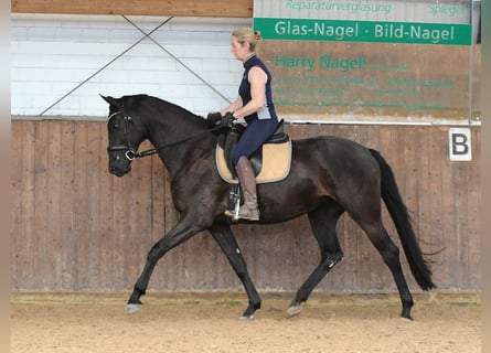 Hannover, Giumenta, 4 Anni, 171 cm, Morello