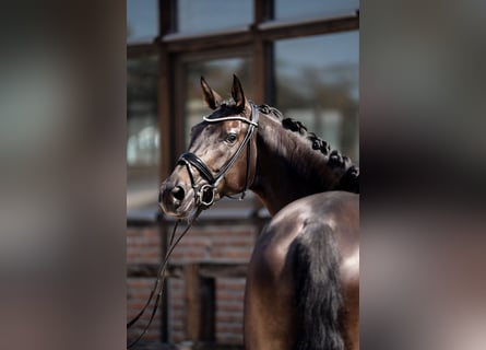 Hannover, Giumenta, 4 Anni, 172 cm, Baio nero