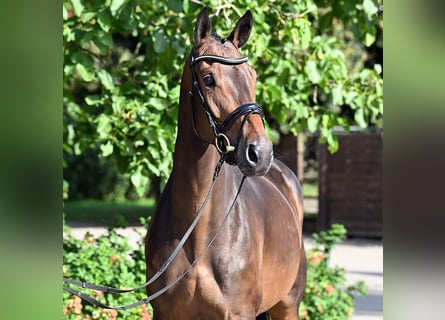 Hannover, Giumenta, 4 Anni, 172 cm, Baio scuro