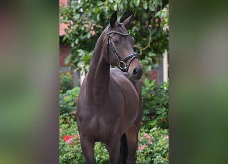 Hannover, Giumenta, 4 Anni, 172 cm, Baio scuro
