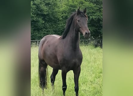 Hannover, Giumenta, 4 Anni, 172 cm, Baio scuro