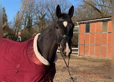 Hannover, Giumenta, 4 Anni, 172 cm, Morello