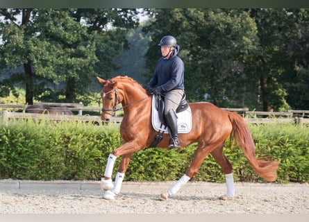 Hannover, Giumenta, 4 Anni, 173 cm, Sauro