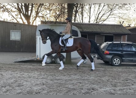 Hannover, Giumenta, 4 Anni, 174 cm, Baio scuro