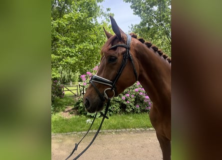 Hannover, Giumenta, 4 Anni, 174 cm, Sauro