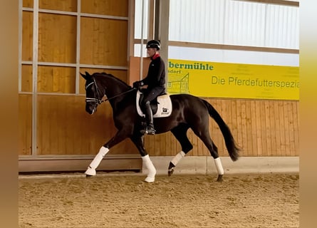Hannover, Giumenta, 4 Anni, 176 cm, Morello