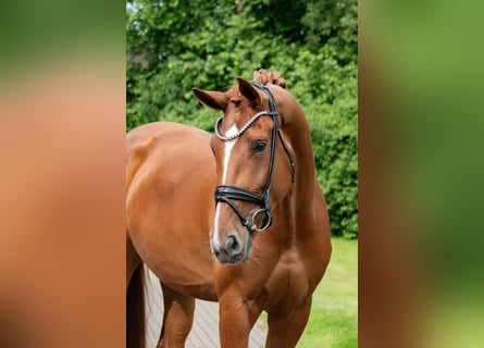 Hannover, Giumenta, 4 Anni, 178 cm, Sauro