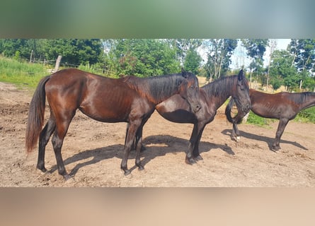 Hannover, Giumenta, 5 Anni, 150 cm, Morello