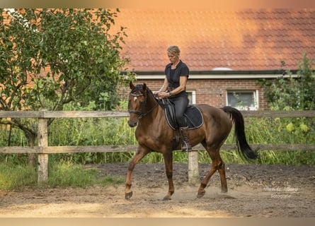 Hannover, Giumenta, 5 Anni, 156 cm, Sauro scuro