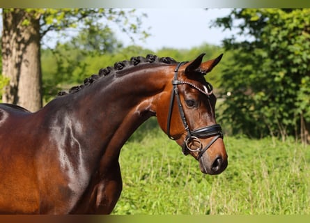 Hannover, Giumenta, 5 Anni, 160 cm, Baio scuro
