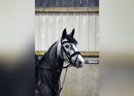 Hannover, Giumenta, 5 Anni, 162 cm, Grigio