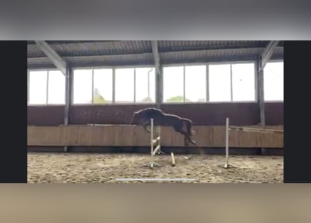 Hannover, Giumenta, 5 Anni, 162 cm, Sauro