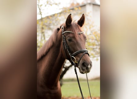 Hannover, Giumenta, 5 Anni, 163 cm, Sauro scuro