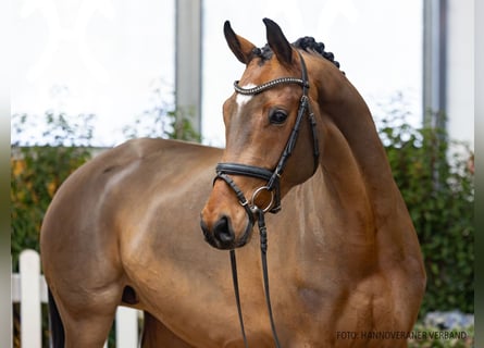 Hannover, Giumenta, 5 Anni, 164 cm, Baio