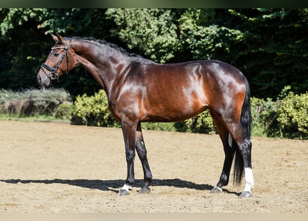 Hannover, Giumenta, 5 Anni, 164 cm, Baio scuro