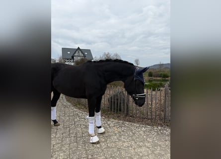 Hannover, Giumenta, 5 Anni, 164 cm, Morello