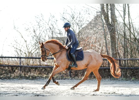 Hannover, Giumenta, 5 Anni, 164 cm, Sauro