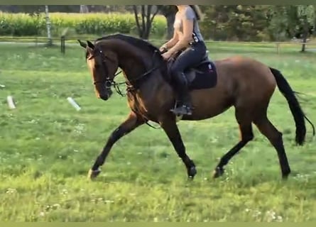 Hannover, Giumenta, 5 Anni, 165 cm, Baio