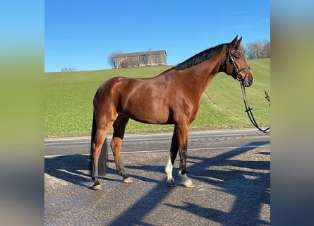 Hannover, Giumenta, 5 Anni, 165 cm, Baio