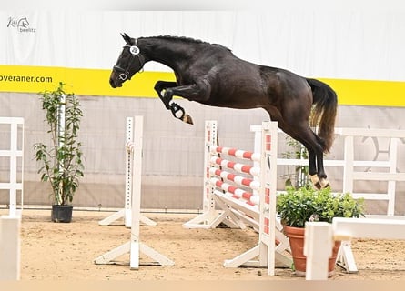 Hannover, Giumenta, 5 Anni, 165 cm, Grigio