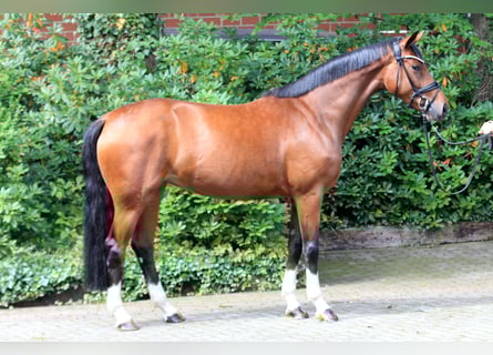 Hannover, Giumenta, 5 Anni, 166 cm, Baio