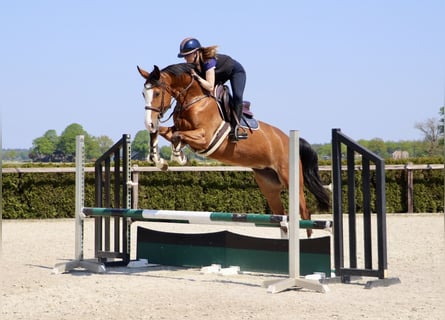 Hannover, Giumenta, 5 Anni, 166 cm, Baio