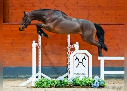 Hannover, Giumenta, 5 Anni, 166 cm, Baio