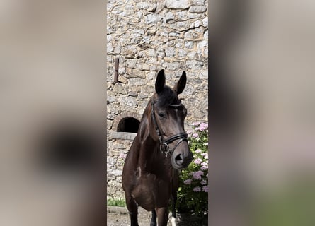 Hannover, Giumenta, 5 Anni, 166 cm, Baio scuro