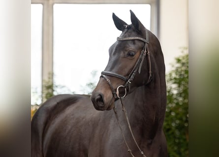 Hannover, Giumenta, 5 Anni, 166 cm, Baio scuro